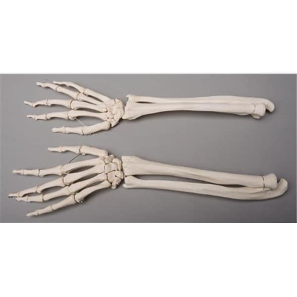 Skeletons And More Skeletons and More SM372D Forearms Left and Right SM372D - main